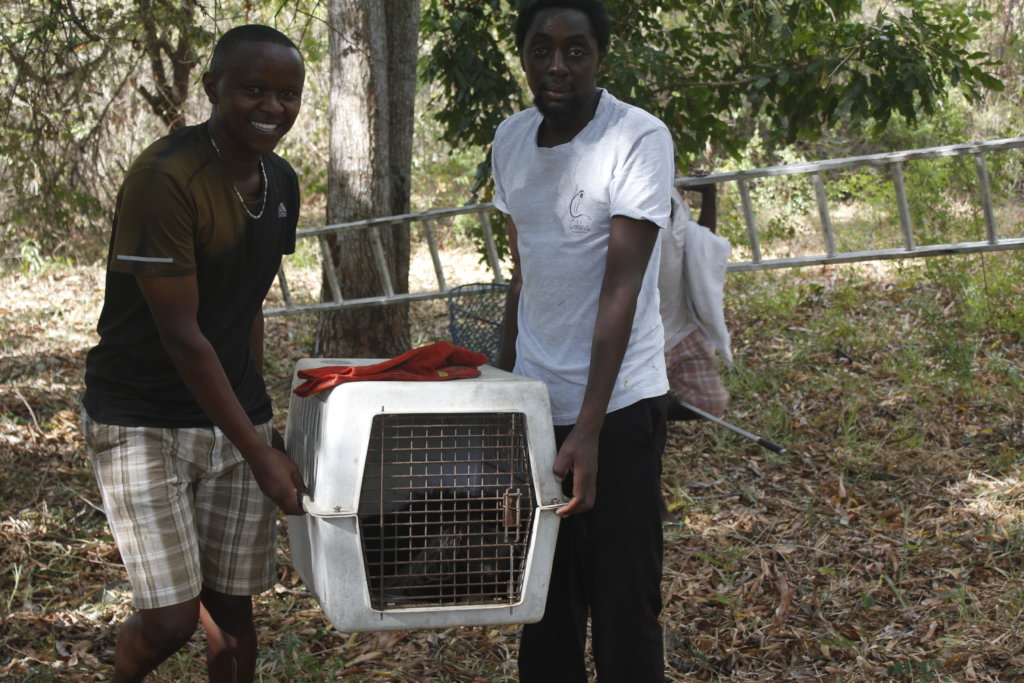 Emergency Primate Rescue