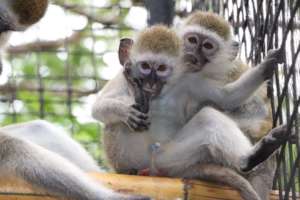 Monkeys in Rehabilitation