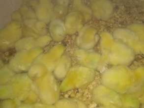 1 day old chicks