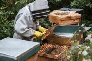 A young honey farmer