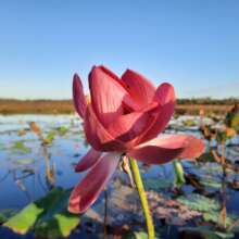 Tropical Wetlands, lotus lily