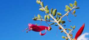 Wildflower (eremophila)