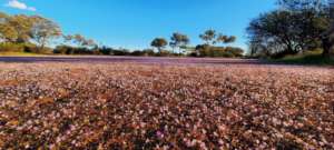 Carpet of wildflowers