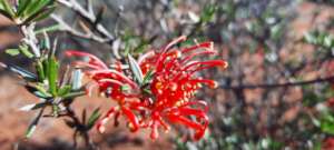 Wildflower (grevillia)