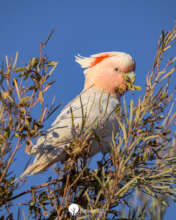 Pink Cockatoo, Western Deserts