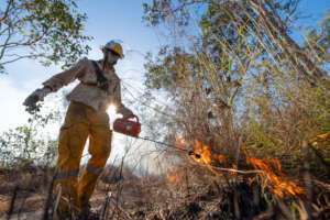 Using 'cool', small fires to prevent wildfire