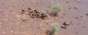 Family of emus, Western Deserts