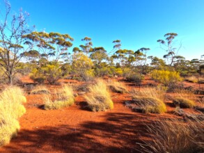 Spinifex is a critical habitat for small mammals