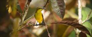 Sunbird on the Tropical Wetlands
