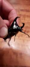 Rhinoceros beetle