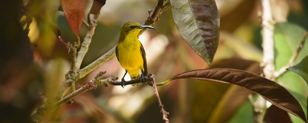 Protect Earth's last wildernesses, $5 per acre