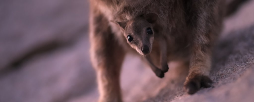 Rock wallaby joey