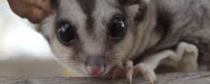 Squirrel glider on a Forever Wild reserve, Aus