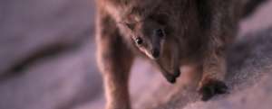 Rock wallaby joey