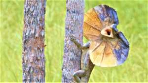 Frill-necked lizard, Forever Wild reserve