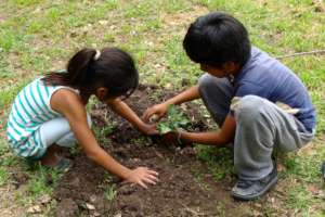 Planting