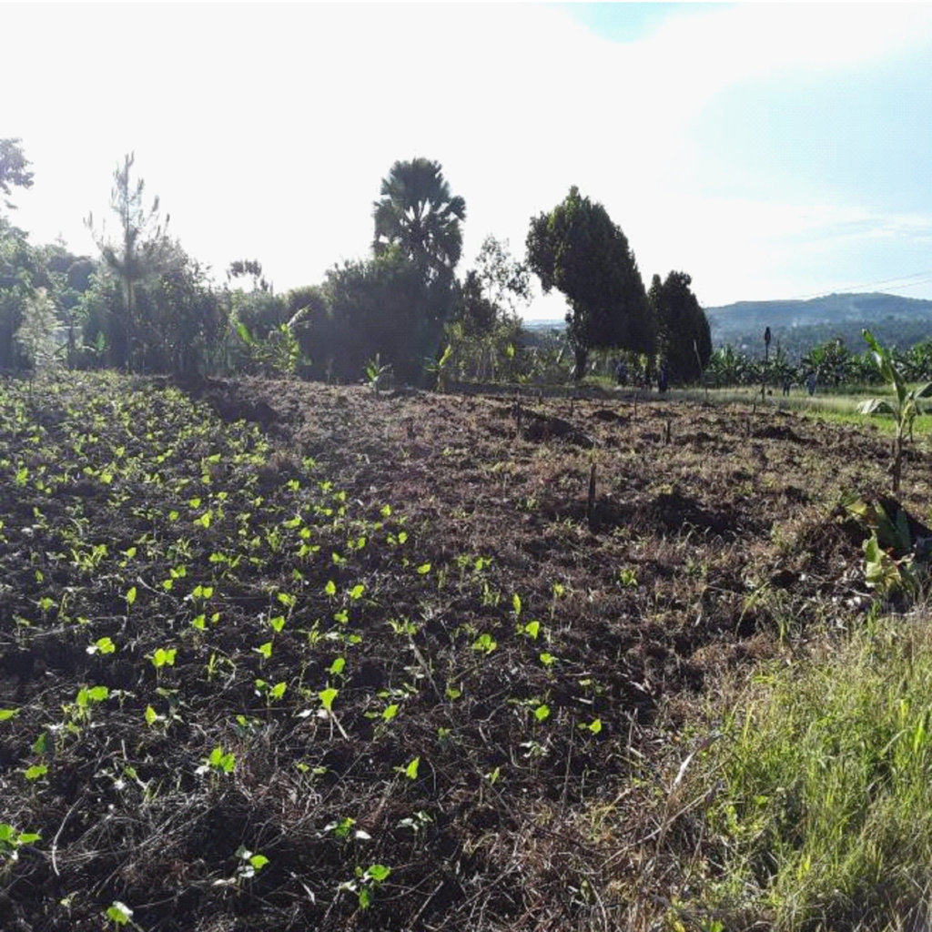 Give safe water to 82 Ugandan orphans