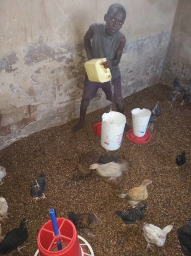 Watering Chickens