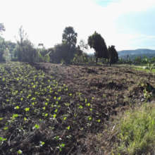 Crops growing in our 30-acre garden