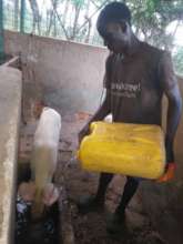 Watering pigs