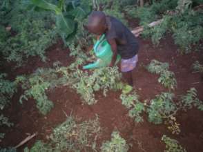 Boy watering our crops