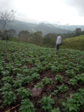 Restored Field in Honduras