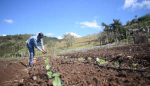 Johan was able to replant his damaged fields