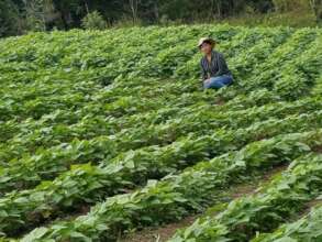 A lush bean field, replanted after the hurricanes