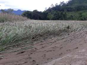 Corn field destroyed by Hurricane Eta flooding