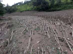 Corn field destroyed by Hurricane Eta flooding