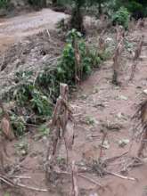 Corn field destroyed by Hurricane Eta flooding
