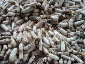 Corn that was destroyed by the storms