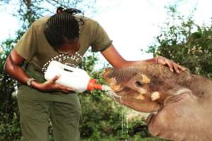 Long'uro having his milk
