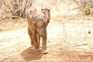 Long'uro on his walk