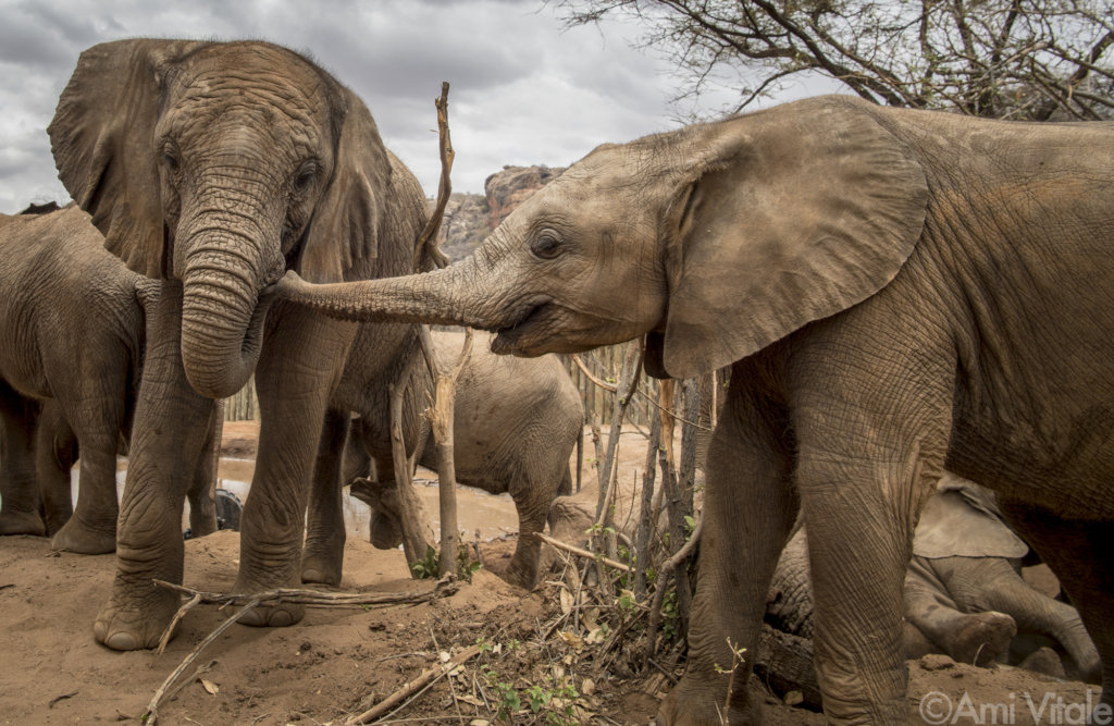 Help Kenya's Only Community-Run Elephant Sanctuary