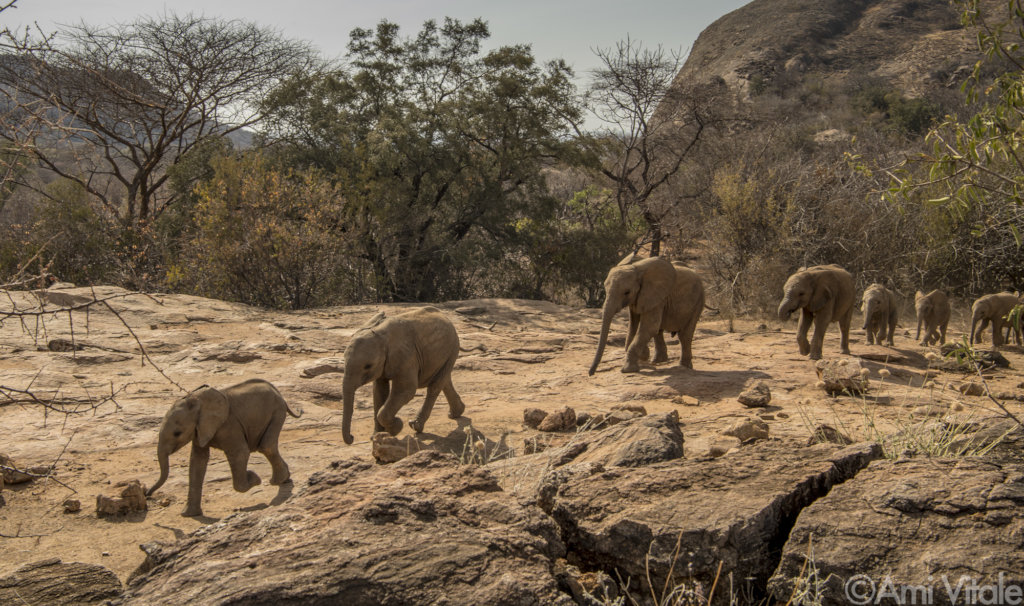 Help Kenya's Only Community-Run Elephant Sanctuary