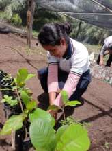 Taking care of the first plants