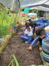 sowing