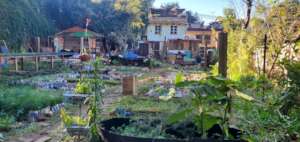 Reestablishing the forest nursery