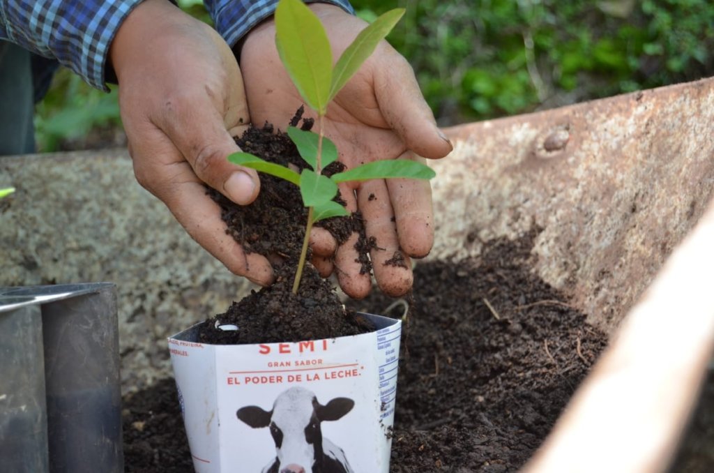 Teaching children in Chiapas how to grow forests
