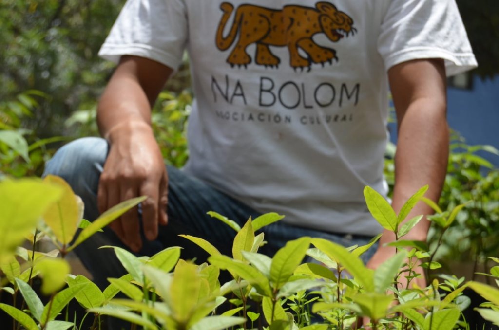 Teaching children in Chiapas how to grow forests