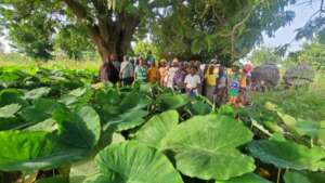 Taro field of female farmers of Ouda