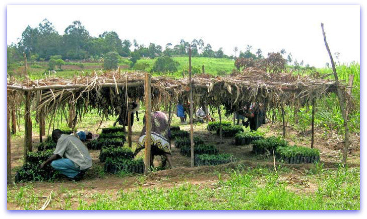 The Village Tree Nursery