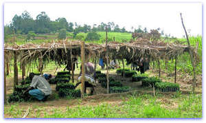 tree nursery