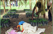 The Village Tree Nursery