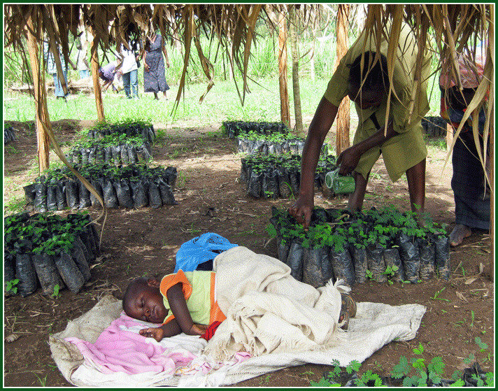 The Village Tree Nursery