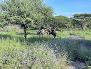 Two months later, animals grazing