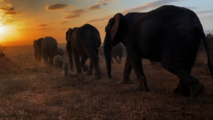 HERD Elephant Impact Project Phase 1