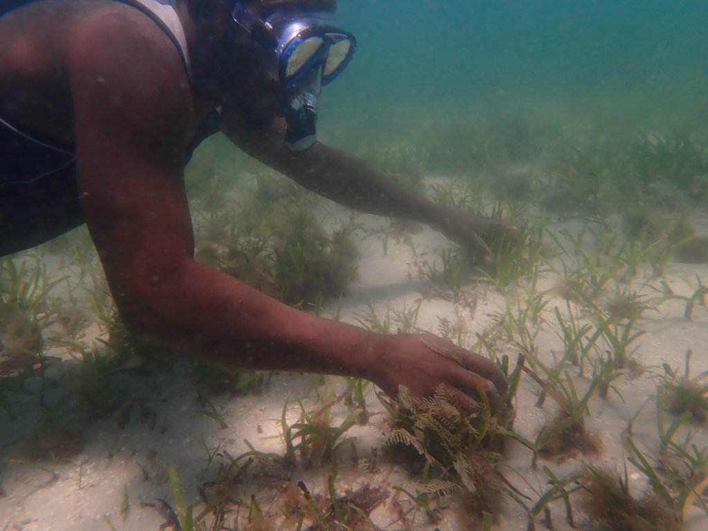Save the Seahorses of Mozambique