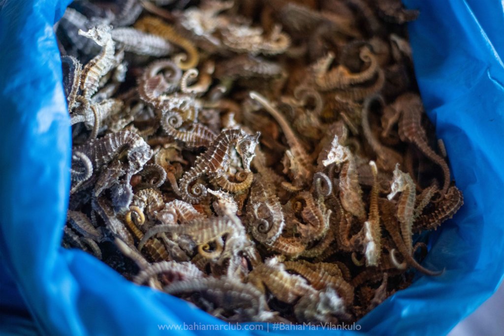 Save the Seahorses of Mozambique